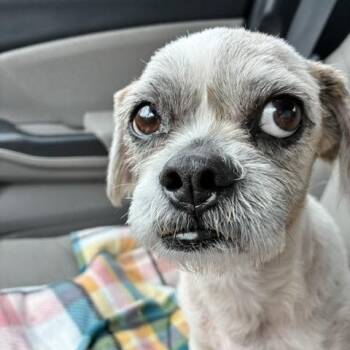 Luigi -  Shih Tzu Dog for Adoption in New Orleans, Louisiana - Luigi | PetCurious