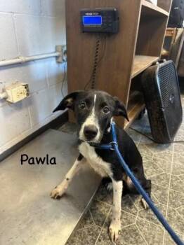 Pawla -  Pointer and Labrador Retriever Dog for Adoption in Lake Wylie, South Carolina - Pawla | PetCurious