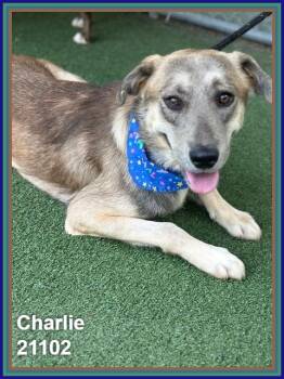 CHARLIE (see also TIGGER) -  Belgian Shepherd Malinois and Hound Dog for Adoption in Marietta, Georgia - CHARLIE (see Also TIGGER) | PetCurious
