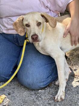 Elmer -  Labrador Retriever Dog for Adoption in Meherrin, Virginia - Elmer | PetCurious