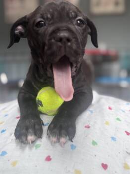 Spanky Little Rascals - Local Leader -  Black Labrador Retriever Dog for Adoption in Andover, Massachusetts - Spanky Little Rascals - Local Leader | PetCurious