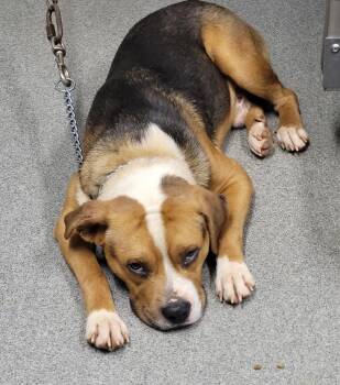 Spark Plug -  Beagle and Pit Bull Terrier Dog Available for Adoption in Hopkinsville, Kentucky - Spark Plug | PetCurious