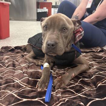 Mixed Breed Dogs Available for Adoption in Huntsville, Alabama - Friday | PetCurious