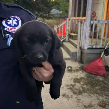 Mixed Breed Dogs Available for Adoption in Myrtle Beach, South Carolina - Coal | PetCurious
