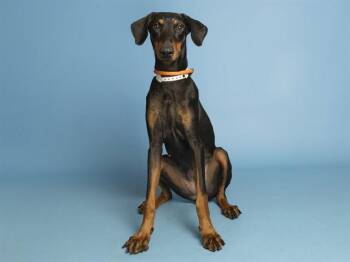 HALLEY -  Doberman Pinscher Dog for Adoption in Phoenix, Arizona - HALLEY | PetCurious