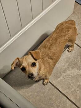 Penny -  Chihuahua and Dachshund Dog for Adoption in Fort Payne, Alabama - Penny | PetCurious