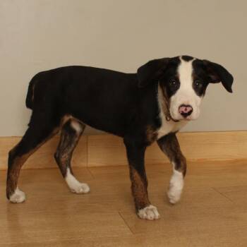 Nellie D70663 -  Labrador Retriever and Mixed Breed Dog for Adoption in Minnetonka, Minnesota - Nellie D70663 | PetCurious