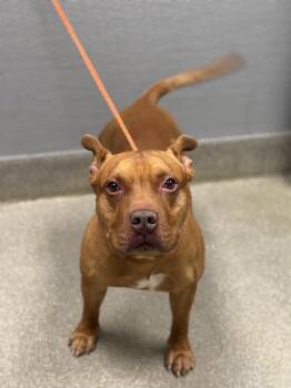 Rescue Pit Bull Terrier Dogs for Adoption in Las Vegas, Nevada - SCRAPPY | PetCurious