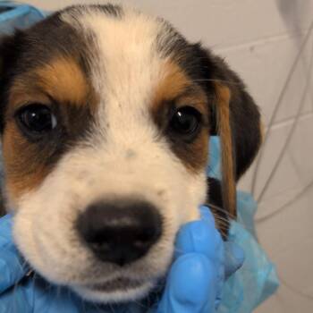 G.I. Joseph -  Australian Cattle Dog Blue Heeler and American Staffordshire Terrier Dog for Adoption in Hattiesburg, Mississippi - G.I. Joseph | PetCurious