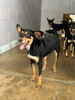 Mingo -  Australian Kelpie Dog for Adoption in Plato Center, Illinois - Mingo | PetCurious
