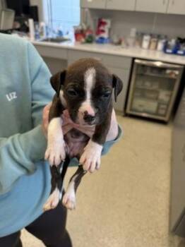 Mixed Breed Dogs Available for Adoption in Lafayette, Indiana - Rem (no Collar) | PetCurious
