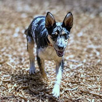 Red -  Catahoula Leopard Dog and Shepherd Dog for Adoption in Boerne, Texas - Red | PetCurious