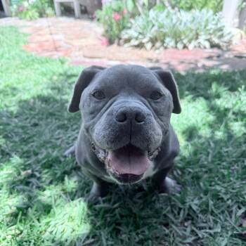 Rupert -  French Bulldog and Pit Bull Terrier Dog for Adoption in Santa Monica, California - Rupert | PetCurious