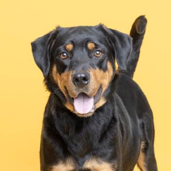 Rescue Mixed Breed Dogs for Adoption in Franklin, Tennessee - Roxy | PetCurious