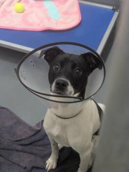 Feist and Rat Terrier Dogs Available for Adoption in Johnson City, Tennessee - Havoc | PetCurious