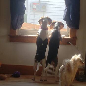 Beagle Dogs Available for Adoption in Saratoga Springs, New York - Emily | PetCurious