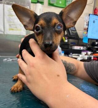 Kelso -  Chihuahua Dog for Adoption in Grand Bay, Alabama - Kelso | PetCurious