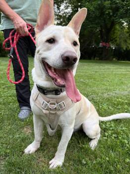 Bolt the Stunning Mixed Breed -  Carolina Dog and Labrador Retriever Dog for Adoption in Muskego, Wisconsin - Bolt The Stunning Mixed Breed | PetCurious