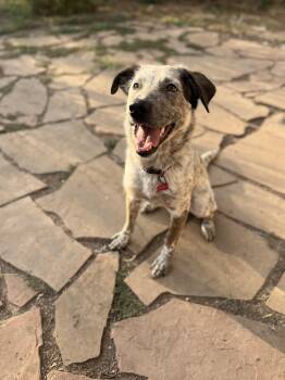 Rescue Border Collie Dogs for Adoption in Fort Collins, Colorado - Pepper | PetCurious