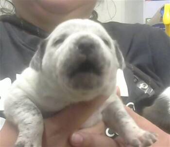 Australian Cattle Dog Blue Heeler and Mixed Breed Dogs Available for Adoption - BEANS | PetCurious