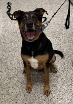 Gordon -  Shepherd and Mixed Breed Dog for Adoption in Kansas City, Missouri - Gordon | PetCurious