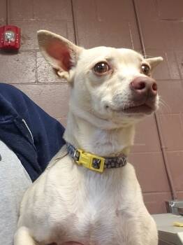 Rescue Chihuahua Dogs for Adoption in St. Augustine, Florida - Scooby (fka Brenda) | PetCurious