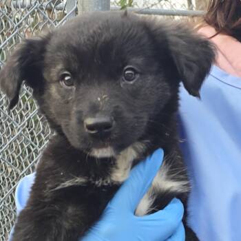 Mixed Breed Dogs Available for Adoption - Toad | PetCurious