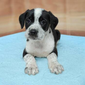 Standard Poodle and Mixed Breed Dogs Available for Adoption in Griswold, Connecticut - Shayne | PetCurious