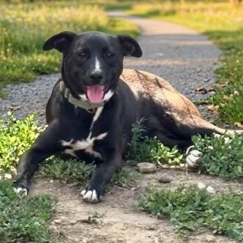 Cami -  Terrier and Labrador Retriever Dog for Adoption in Tishomingo, Oklahoma - Cami | PetCurious