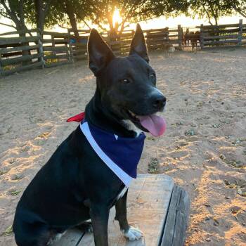 Diva -  Terrier and Australian Cattle Dog Blue Heeler Dog for Adoption in Sadler, Texas - Diva | PetCurious