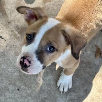 Axle -  Mixed Breed Dog for Adoption in Pelham, New Hampshire - Axle | PetCurious