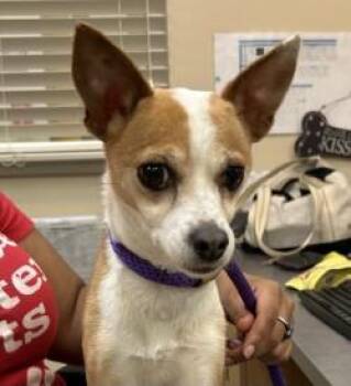 Anna -  Chihuahua and Mixed Breed Dog for Adoption in Kansas City, Missouri - Anna | PetCurious