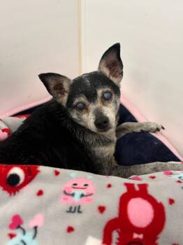 Chihuahua Dogs Available for Adoption in Portland, Indiana - Scout | PetCurious