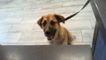 BEAU -  Mixed Breed Dog for Adoption in Charlotte, North Carolina - BEAU | PetCurious
