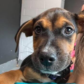 Sarah -  Mixed Breed Dog for Adoption in Fairfax Station, Virginia - Sarah | PetCurious