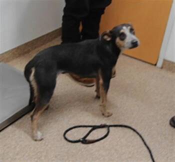 GOOSE -  German Shorthaired Pointer and Mixed Breed Dog for Adoption in Albuquerque, New Mexico - GOOSE | PetCurious