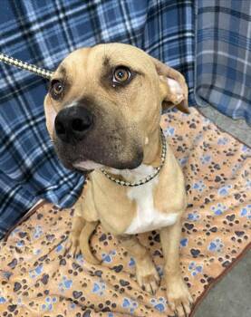 BUBBIE -  Staffordshire Bull Terrier Dog for Adoption in Rosenberg, Texas - BUBBIE | PetCurious