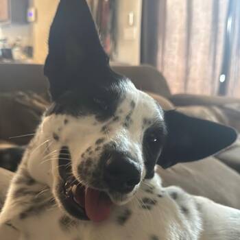 Australian Cattle Dog Blue Heeler Dogs Available for Adoption - Penelope | PetCurious