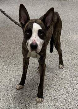 Radcliffe -  Mixed Breed Dog for Adoption in Kansas City, Missouri - Radcliffe | PetCurious