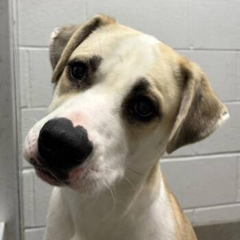 Shepherd Dogs Available for Adoption in Des Moines, Iowa - Evie | PetCurious