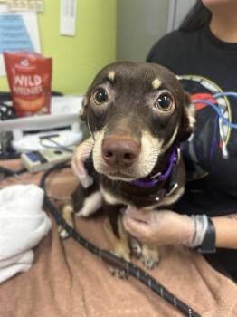 Roca -  Mixed Breed Dog for Adoption in Bellevue, Washington - Roca | PetCurious