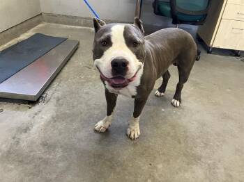 A888107 -  Pit Bull Terrier Dog for Adoption in Camarillo, California - A888107 | PetCurious