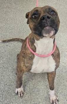 Boxer and Mixed Breed Dogs Available for Adoption - Clementine | PetCurious