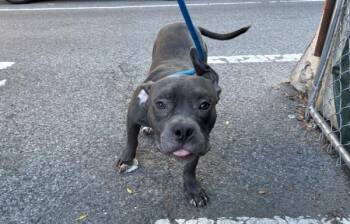 Max -  Mixed Breed Dog for Adoption in New York, New York - Max | PetCurious