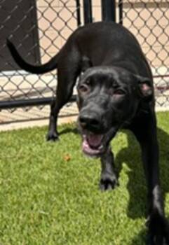 Zoomie -  Labrador Retriever Dog for Adoption in Sanford, Florida - Zoomie | PetCurious