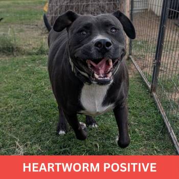 Zeus -  Terrier Dog for Adoption in Tishomingo, Oklahoma - Zeus | PetCurious