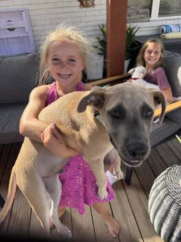 Flame Tulip The Good Time Cutie -  Great Dane and Pit Bull Terrier Dog for Adoption in Friendswood, Texas - Flame Tulip The Good Time Cutie | PetCurious