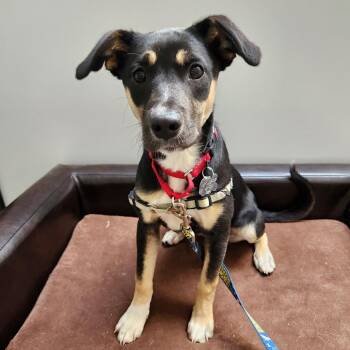 Labrador Retriever and Terrier Dogs Available for Adoption in Falls Church, Virginia - Turtle | PetCurious