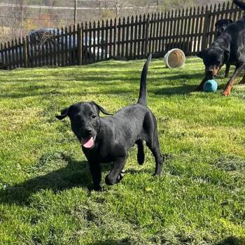 Labrador Retriever and Mixed Breed Dogs Available for Adoption in Jarrettsville, Maryland - Logan | PetCurious