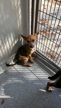 Nora -  Terrier Dog for Adoption in Ayden, North Carolina - Nora | PetCurious